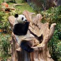香港海洋公園：熊貓經濟 🐼🤣