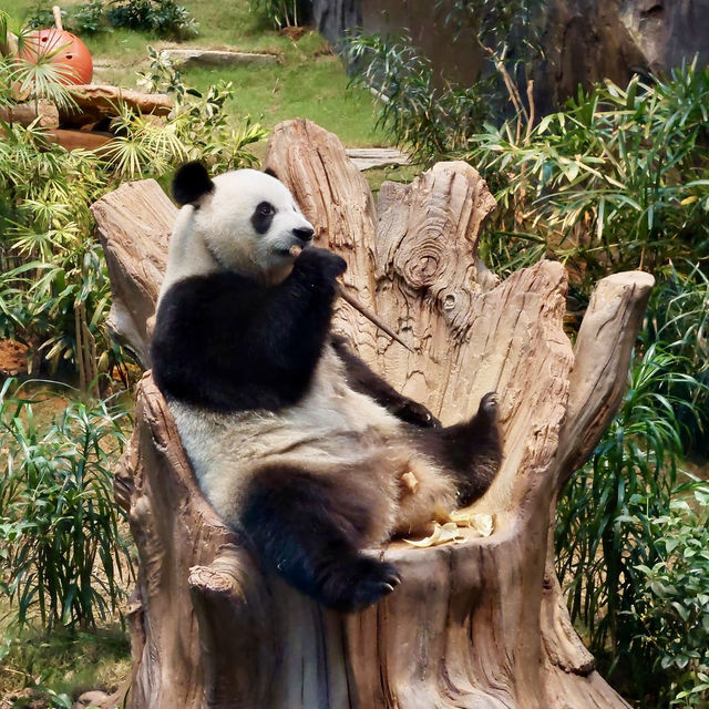 香港海洋公園：熊貓經濟 🐼🤣