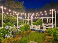 Dawn approaches with full bloom of hydrangeas