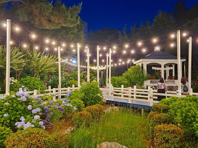Dawn approaches with full bloom of hydrangeas