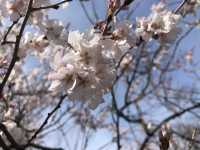 群馬-高崎公園（高崎城址）