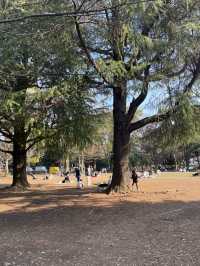🇯🇵 Yoyogi Park 