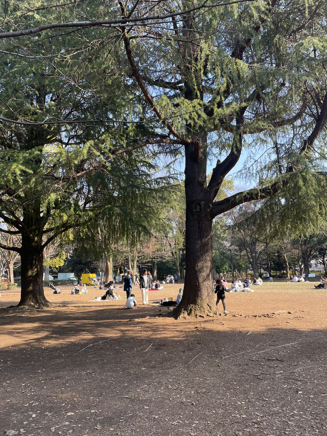 🇯🇵 Yoyogi Park 