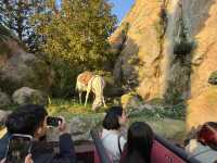 🎢【東京迪士尼樂園｜回到童年夢想的奇幻旅程】