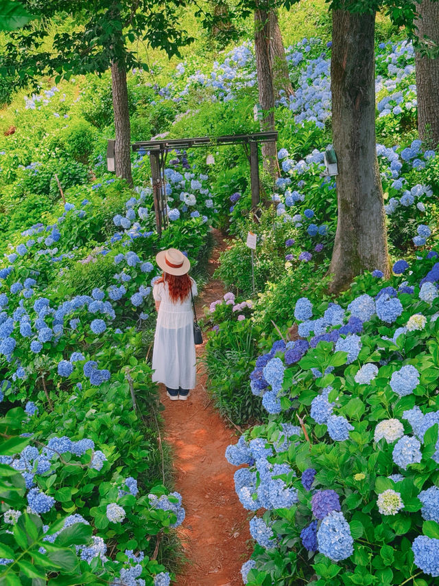 여름의 시작을 알리는 꽃 수국정원 부산근교 무료개방 ✅🌺