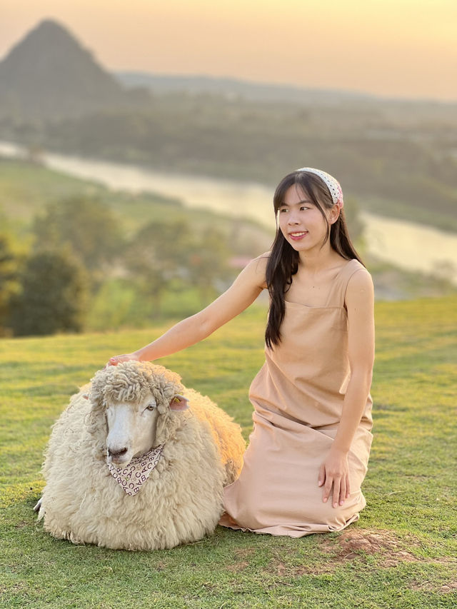 คาเฟ่  ฟาร์มแกะในเมืองเชียงราย ABONZO