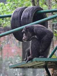 KL Wild Side: Leap Into Zoo Negara’s Jungle Adventure 
