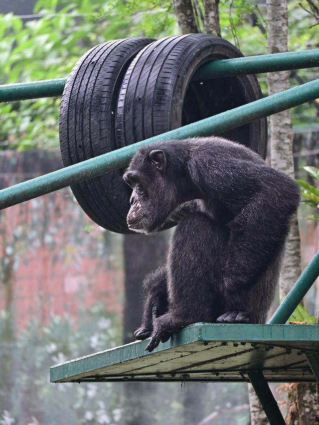 KL Wild Side: Leap Into Zoo Negara’s Jungle Adventure 