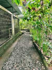 Sip, Scent & Civet: Luwak Tasting at Santi Coffee Plantation