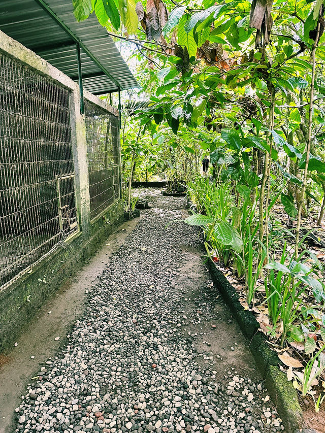 Sip, Scent & Civet: Luwak Tasting at Santi Coffee Plantation