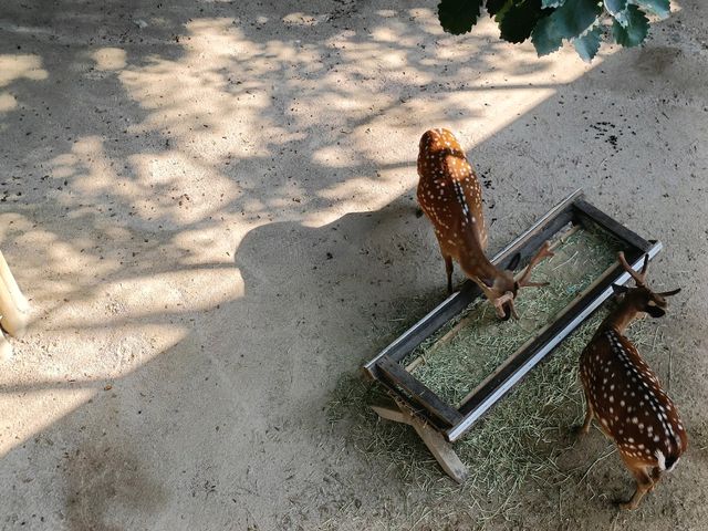 都市綠洲，首爾林的自然公園。