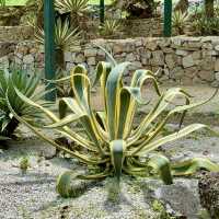 Cactus Nursery at Penang Botanical Garden 