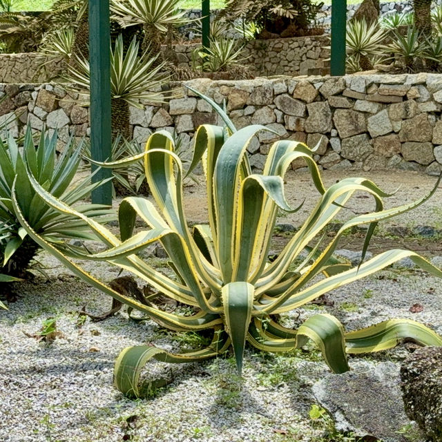 Cactus Nursery at Penang Botanical Garden 