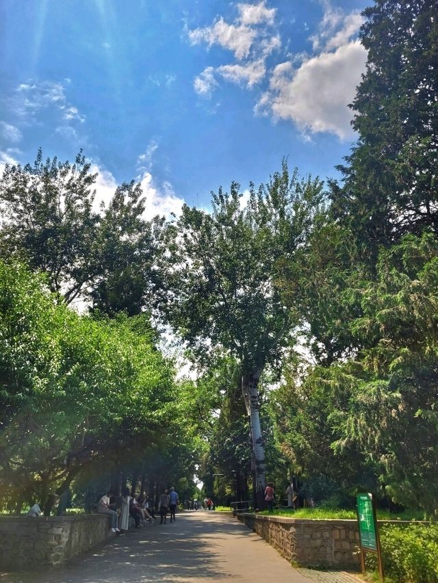 The majectic greeneries of the Temple of Heaven North Gate