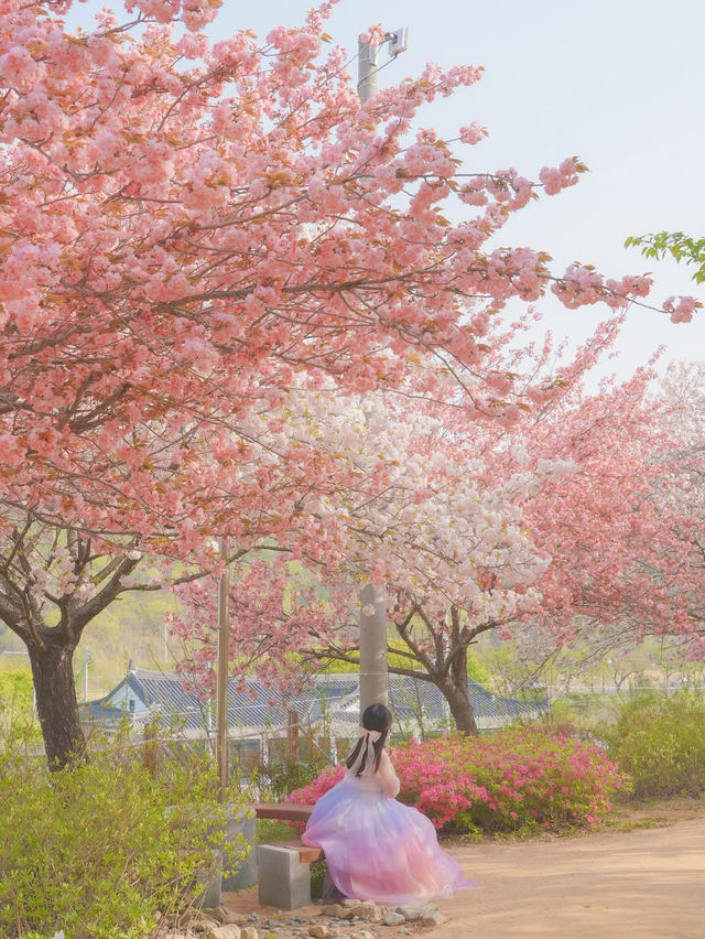 내가 사랑한 경주의 봄🌸❤️