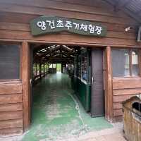대관령 양떼목장