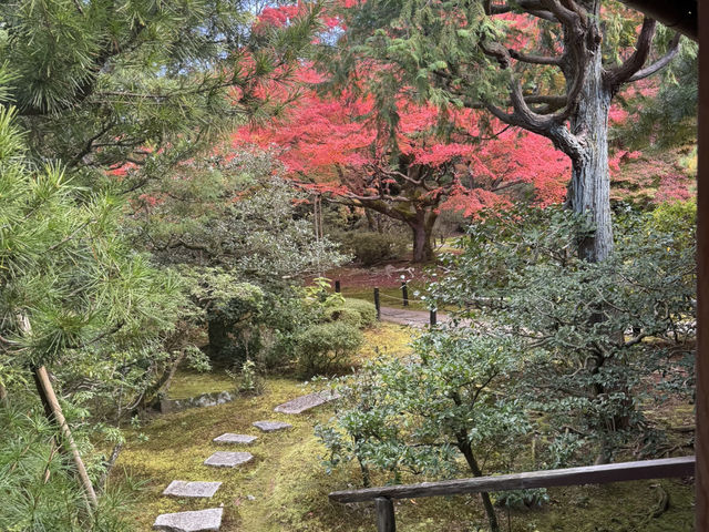 【京都旅行】紅葉見るならここ！！🍁