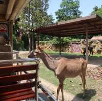 NIGHT SAFARI จ.เชียงใหม่