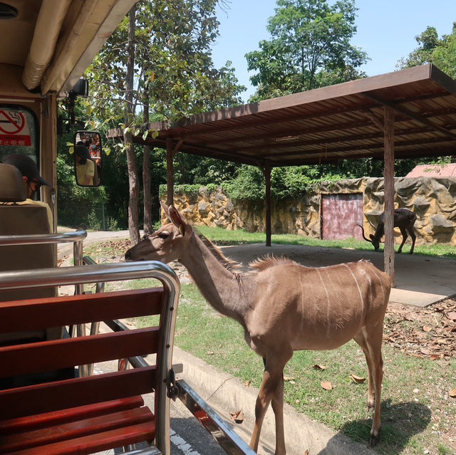 NIGHT SAFARI จ.เชียงใหม่