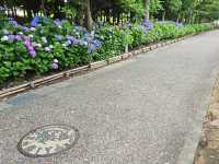 ชมดอกไฮเดรนเยียที่สวยงามของเมืองคะริยะ
