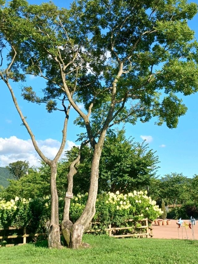 마음이 환해지는 햇살 가득한 공간 ☀️