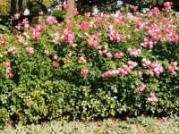 Bern's Rose Garden: A Floral Paradise Where Blooms and Beauty Intertwine