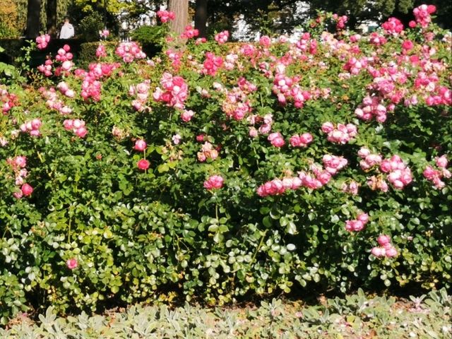 Bern's Rose Garden: A Floral Paradise Where Blooms and Beauty Intertwine