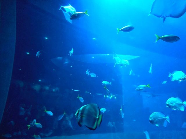Experience the Ocean under the Big Blue Dome!
