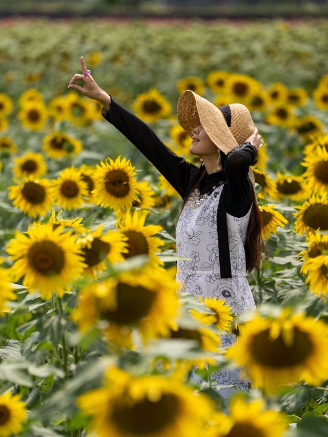 30万本のヒマワリが咲き誇る『山中湖 花の都公園』🌻🌻🌻
