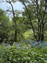 🌳 도심 속 힐링, 서울숲으로 떠나볼까요?