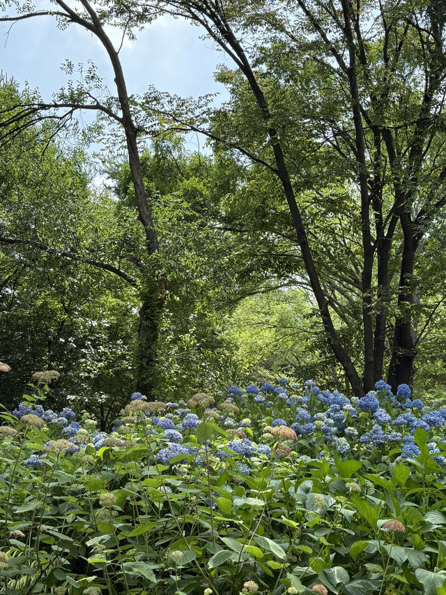 🌳 도심 속 힐링, 서울숲으로 떠나볼까요?