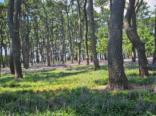 The day is nice for a stroll at Daewangam at Ulsan The day is nice for a stroll at Daewangam at Ulsan