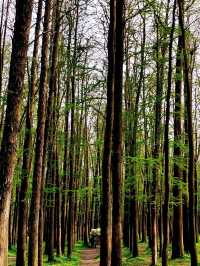 Gongqing Forest Park: Shanghai's Wild Heart