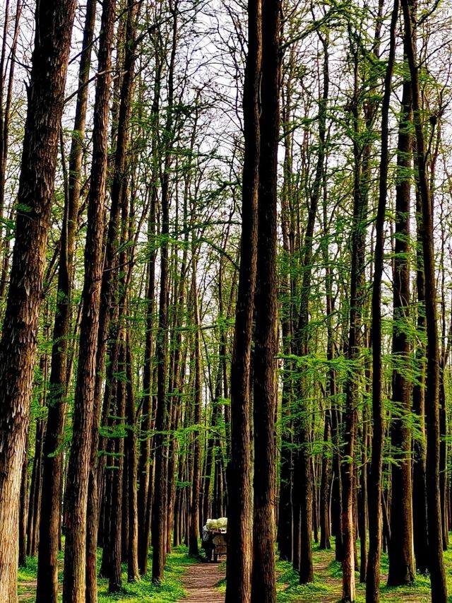 Gongqing Forest Park: Shanghai's Wild Heart Gongqing Forest Park: Shanghai's Wild Heart