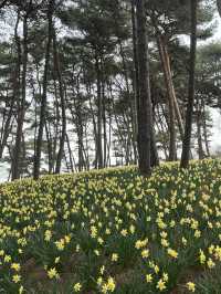 서산 봄 여행 🌼 수선화와 벚꽃을 한 번에!