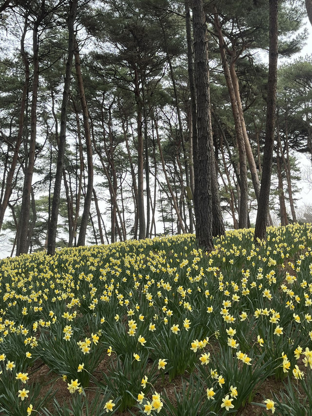 서산 봄 여행 🌼 수선화와 벚꽃을 한 번에!