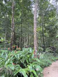 ป่าในเมือง 