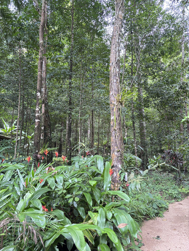 ป่าในเมือง 