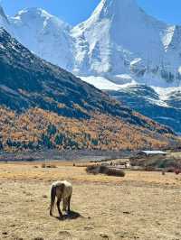 Autumn in A’ding, Daocheng – Chengdu 🍁