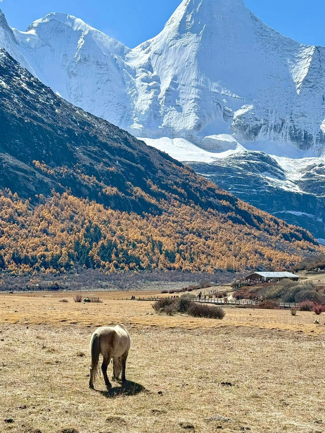 Autumn in A’ding, Daocheng – Chengdu 🍁