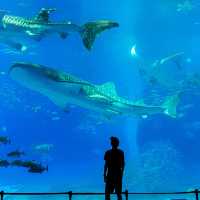 【沖縄】海も文化もグルメも！欲張り3泊4日攻略プラン🌺🐠