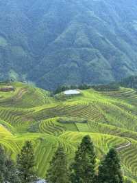A Living Canvas: Longji Through Time and Season