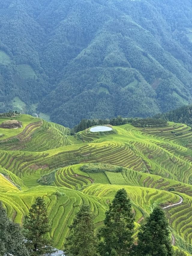 A Living Canvas: Longji Through Time and Season