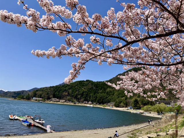 河口湖櫻花季