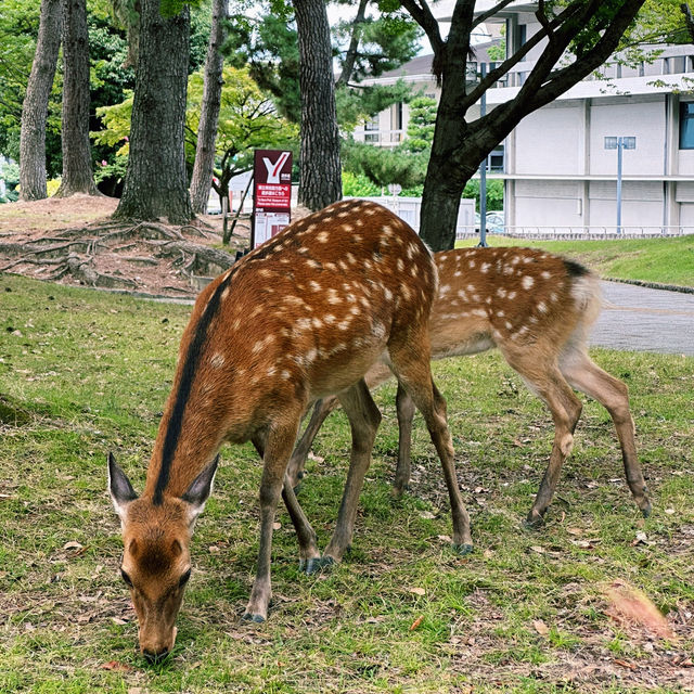 사슴과 함께하는 일본의 전통 여행, 나라 공원