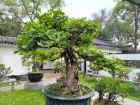 成都印象之旅 百花園 文化公園 滄浪橋 天府廣場
