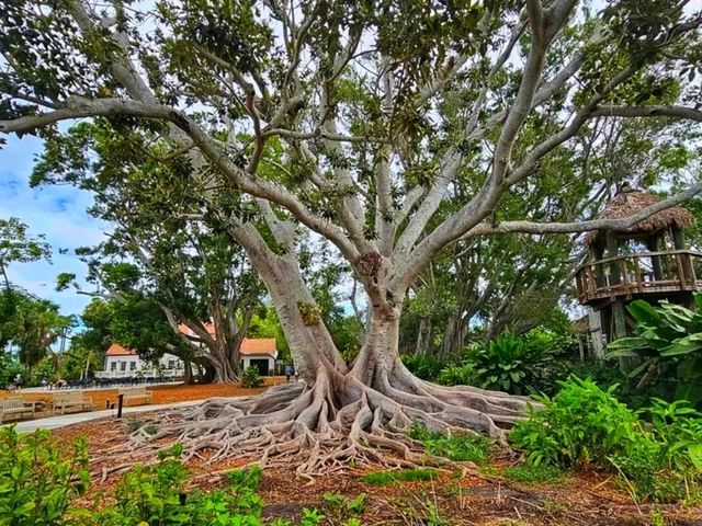 🌺 Marie Selby Botanical Gardens – A Tropical Oasis by the Bay 🌺 Marie Selby Botanical Gardens – A Tropical Oasis by the Bay