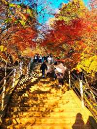 Autumn Serenity at Arakurayama Sengen Park, Japan