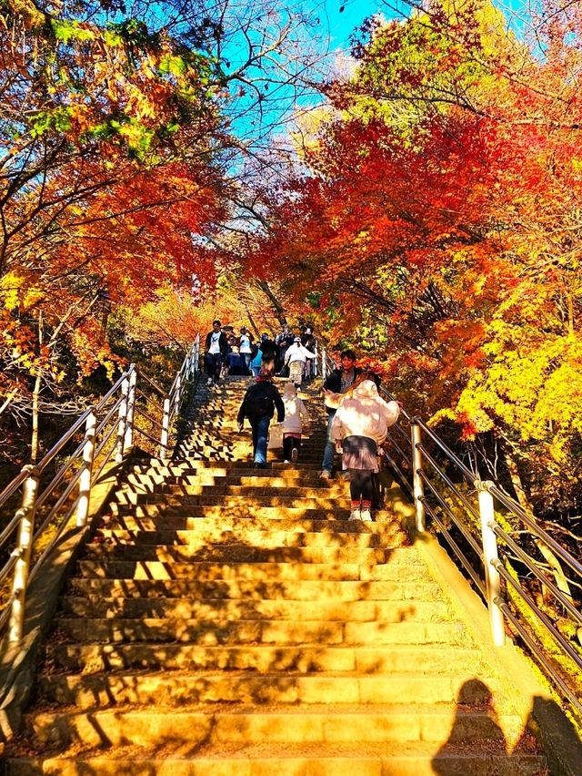 Autumn Serenity at Arakurayama Sengen Park, Japan