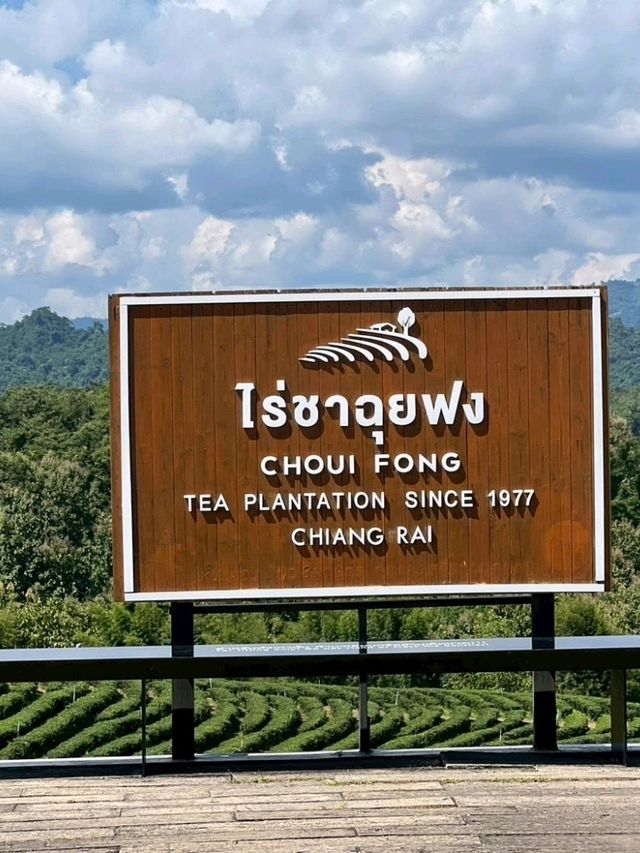 ✨🍃 จิบชา ชมวิวพาโนรามา ที่ไร่ชาฉุยฟง เชียงราย